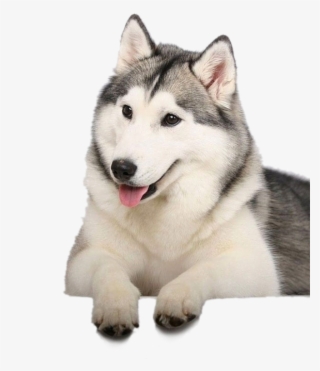 Husky Png Clipart Background - Best Husky #4801241