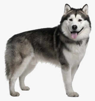 Husky Png Image Free Download - Siberian Husky Alaskan Malamute #4801319