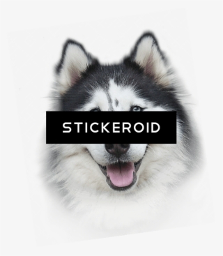 Хаски Husky - Bio-groom Extra Body Shampoo #4801442