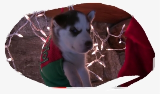 Labrador Husky #4802367