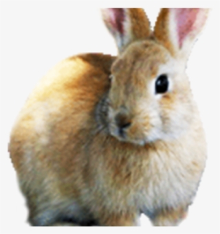 Easter Bunny Clip Art #4803531