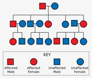 Medium To Large Size Of Free Family Tree Genetic Chart - Huntington's Disease Pedigree Chart #4807562