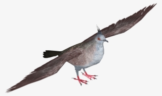 Crested Pigeon - Stock Dove #4807563