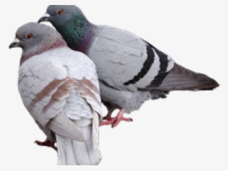 Pigeon Png Transparent Images - Hatoful Boyfriend #4808004 Pigeon Png Transparent Images - Hatoful Boyfriend #4808004