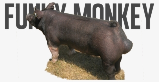 Turbo X Aj - Domestic Pig #4808147