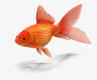 Goldfish Png Transparent - Colors In Chamorro: With English Translations #4808353