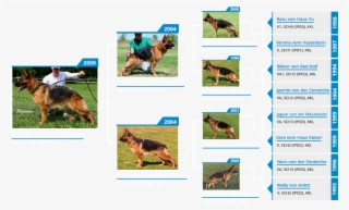 Va Windy Vom Mittelwest - Pedigree Petfoods #4808413