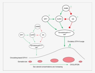 Integrated Neuroendocrine Control Of Seasonal Gonadal - Neuroendocrine Dopamine #4808742