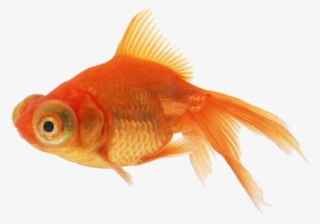 Goldfish Png #4808803