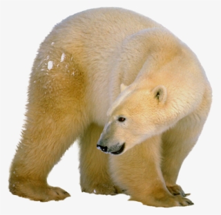 Polar White Bear Png, Download Png Image With Transparent - Polar Bear Shower Curtain #4811454