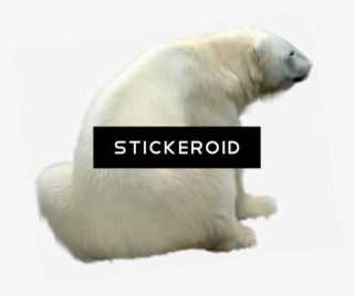 Polar White Bear - Polar Bear #4811585