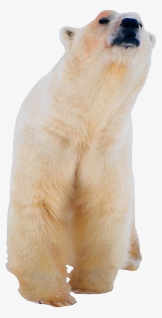 Polar White Bear Png, Download Png Image With Transparent - Oso Polar Png #4811653