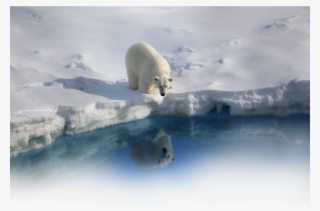 Bear - Endangered Animals To Habitat Destruction #4811999