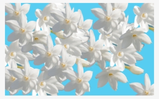 Jasmine #4812004