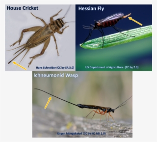 Ovipositors Can Come In Many Shapes And Sizes - Ovipositors Insects #4812260