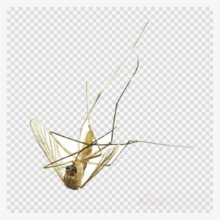 Download Mosquito Clipart Pest Control Fly - Blue Shooting Star Clear Background #4812355