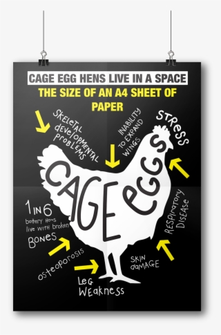 Details On Free Range Eggs - Free-range Eggs #4812720
