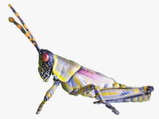 Insect #4812821