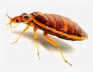 Bed Bug Png - Transparent Background Insect Png #4813061