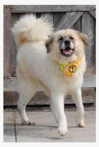 Photo Monday - Ancient Dog Breeds #4817574