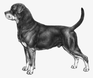 Rottweiler - Italian Kennel Club #4817756