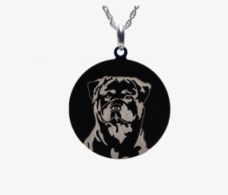 Rottweiler Charm Dog - Dog #4818009