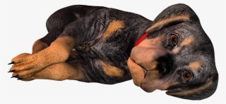 Black And Tan Coonhound Bloodhound Rottweiler Puppy - Hunting Blood Hound #4818906