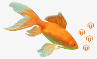 Goldfish Cropped-flipped And Space Added - Magento User Guide #4819251
