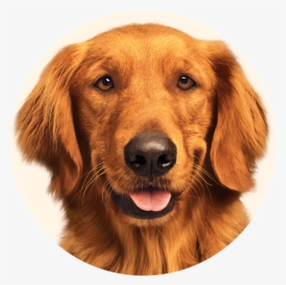 Baked Beans Go Great With More Than Just Hot Dogs Try - Duke Bush's Baked Beans Dog #4821050