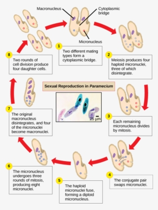 Image - Sexual Reproduction Paramecium #4821140 Image - Sexual Reproduction Paramecium #4821140