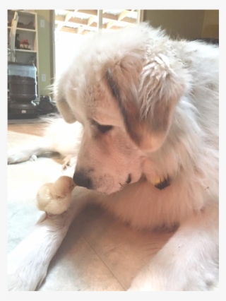 Killer Baby Chick - Golden Retriever #4822587