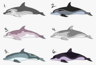 Banner Free Download Bottlenose Dolphin Adoptables - Dolphin Reference #4823358