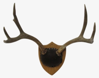Png Deer Antlers Png Freeuse Library - Antler #4824915