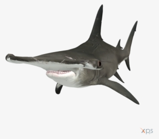 The Depth Hammerhead Shark - Hammerhead Transparent #4827577