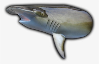 Hammerhead Shark Head Mount Cut From 85" Fish Replica - Hammerhead Shark Fish Replicas #4827776