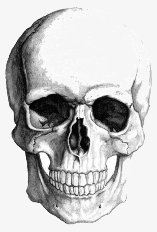 Pencils Drawing Skull - Skull Face Drawing #4828310