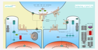 Close - Antibody #4833894