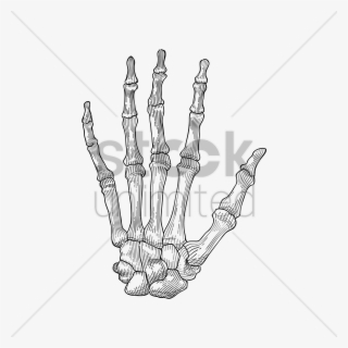 Skeleton Hand PNG, Transparent Skeleton Hand PNG Image Free Download -  PNGkey
