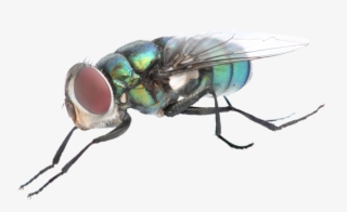 Fly Png Background Image - Mosca Png #4834774