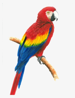 Macaw Face Png Image Background - Drawing Of A Parrot With Color #4835725