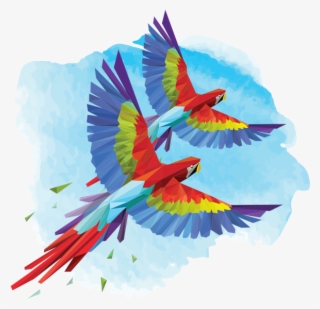 Elope In Costa Rica - Birds Of Costa Rica Illustrations #4836620