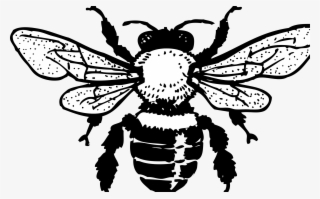 Honey Bee By Johnny Automatic #4838904 Honey Bee By Johnny Automatic #4838904