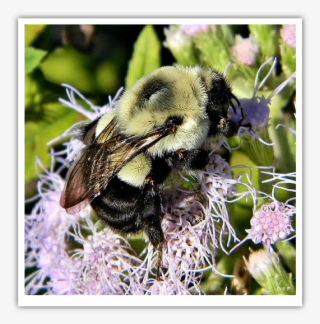 Bee - Common Eastern Bumble Bee #4839119