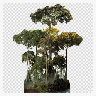 Rainforest Png Clipart Amazon Rainforest Tropical Rainforest - Rainforest Tree Png #4839742