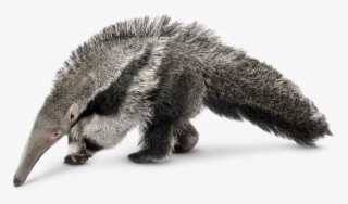 Forest Floor Facts Layers - Moving Transparent Rainforest Animal #4840230