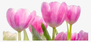 Beautiful Watercolor Pink Flowers Png - Flower #4841168