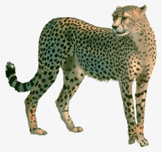 Free Png Cheetah Png Images Transparent - Гепард Пнг #4841456