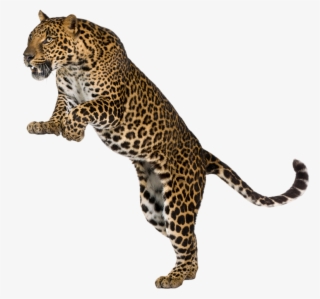 Free Free 187 Transparent Cheetah Print Svg Free SVG PNG EPS DXF File