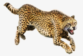 Transparent Cheetah #4841585