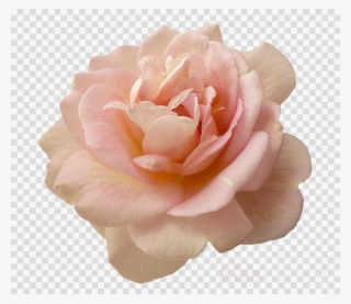 Pink Flower Png Clipart Rose Pink Flowers - Portable Network Graphics #4841587